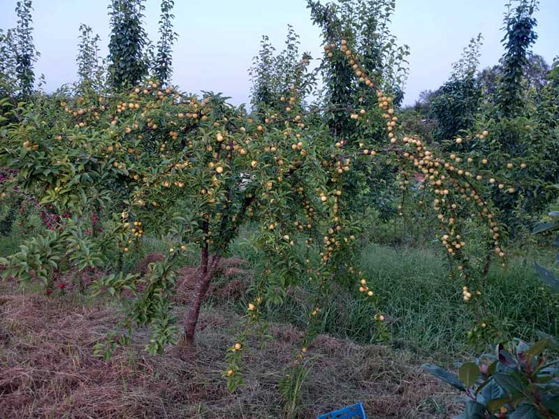 ۶۰۰۰ هزار متر زمین باغی