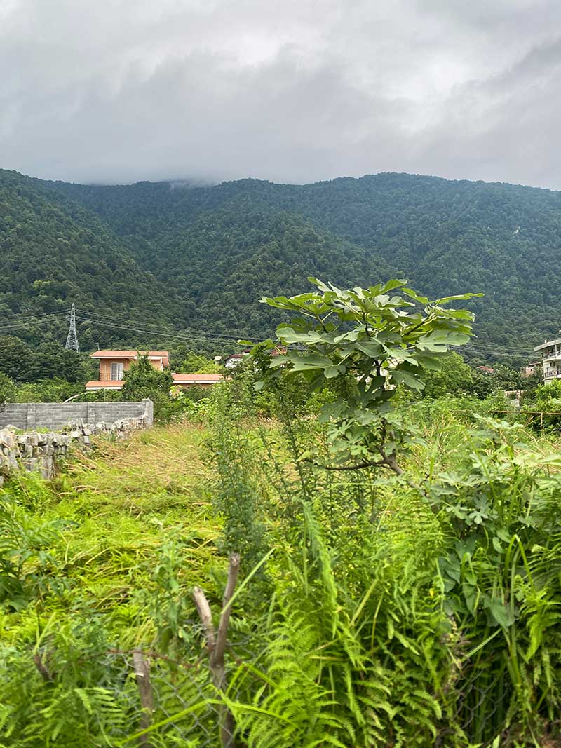  زمین خوش قواره در چلک نوشهر